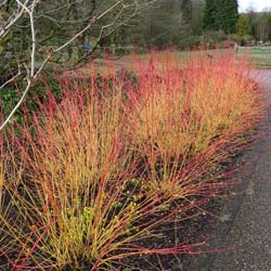 Cornouiller sanguin 'Midwinter Fire'